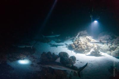 Ночные акулы