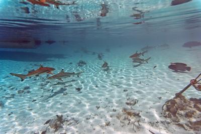 Акулы на мелководье