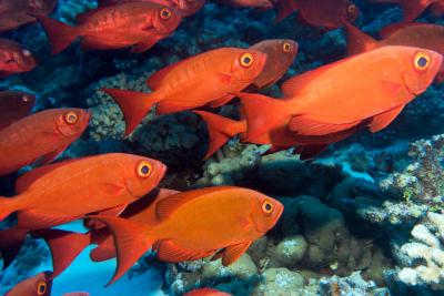 Рыбы-солдаты