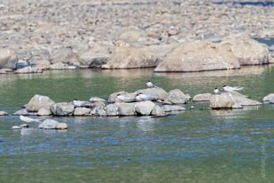 Речные Крачки