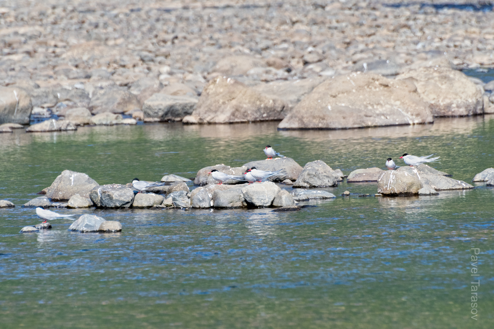 Крачки активно охотятся на рыбу, отгоняя конкурентов. Они очень забавно летают вокруг пакрафта, орут и делают вид, что сейчас наваляют незваному гостю