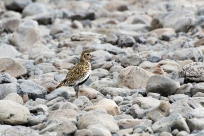 Маленький птиц