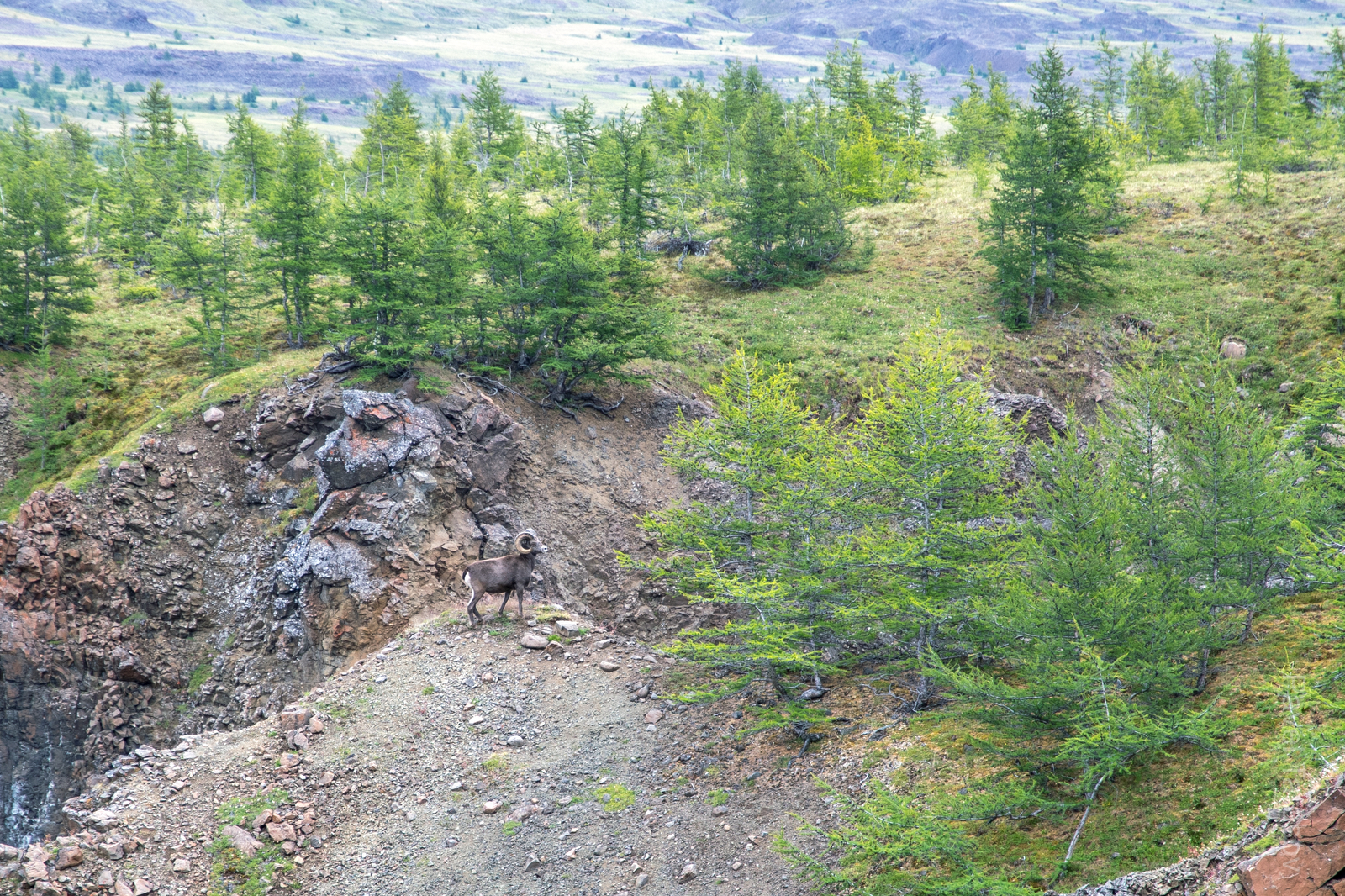 Путоранский Баран - эндемик Плато, занесен в красную книгу. Увы, кадр уровня "Я видел Барана!"