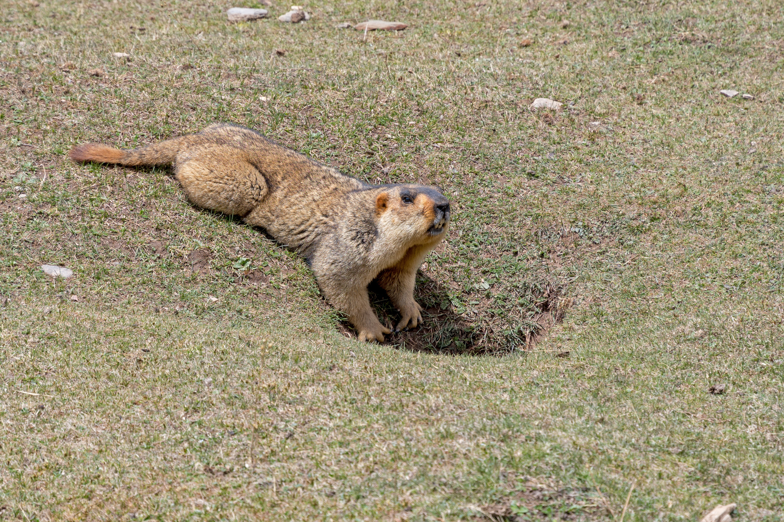 Суслики очень смешно бегают вдоль дорог. Подойти близко не так просто, но если задаться целью, все-таки можно