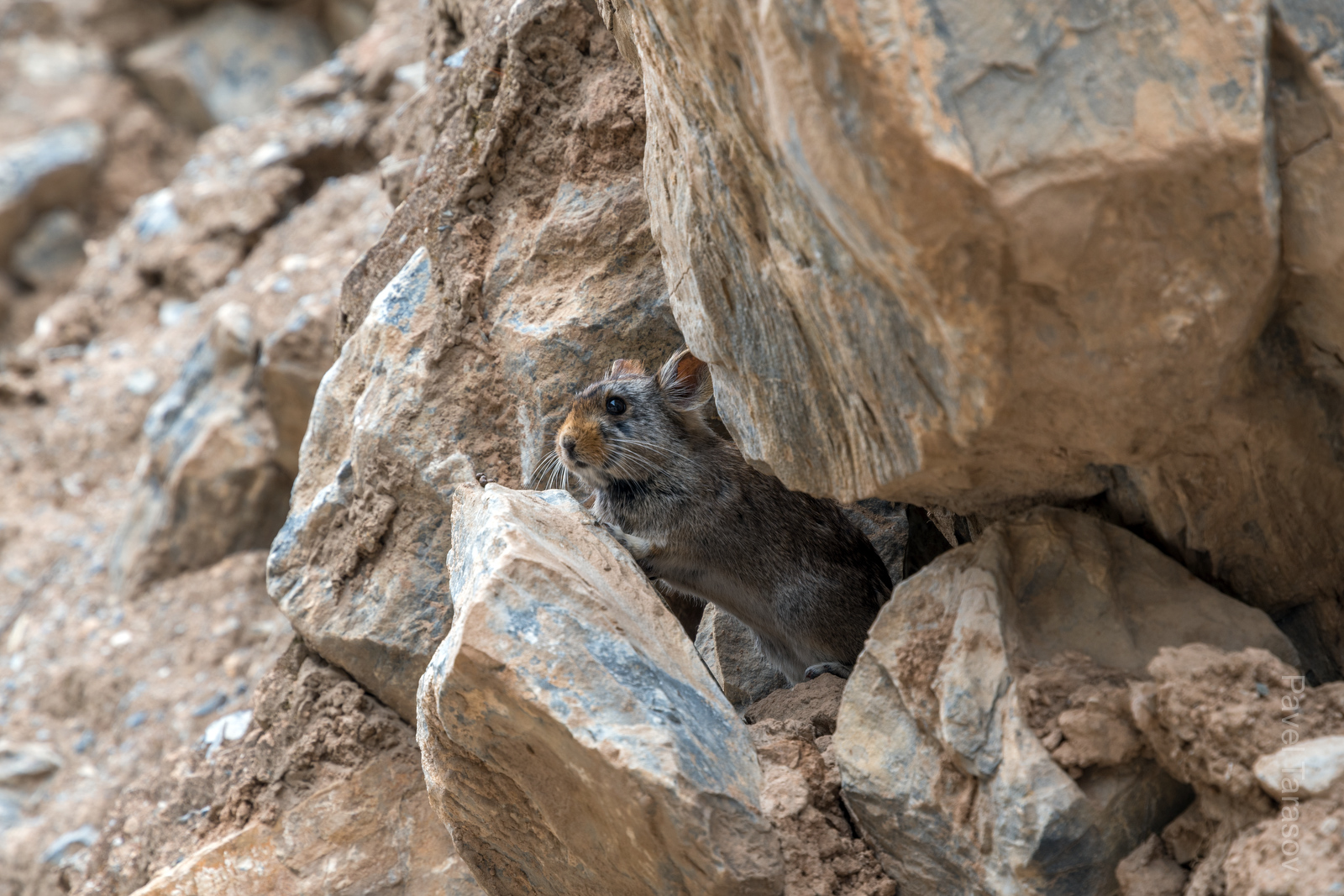 Такие ушастики тут и там прыгают вокруг дороги. Мы очень опасались за орешки и прочую еду, но ничего не пропало