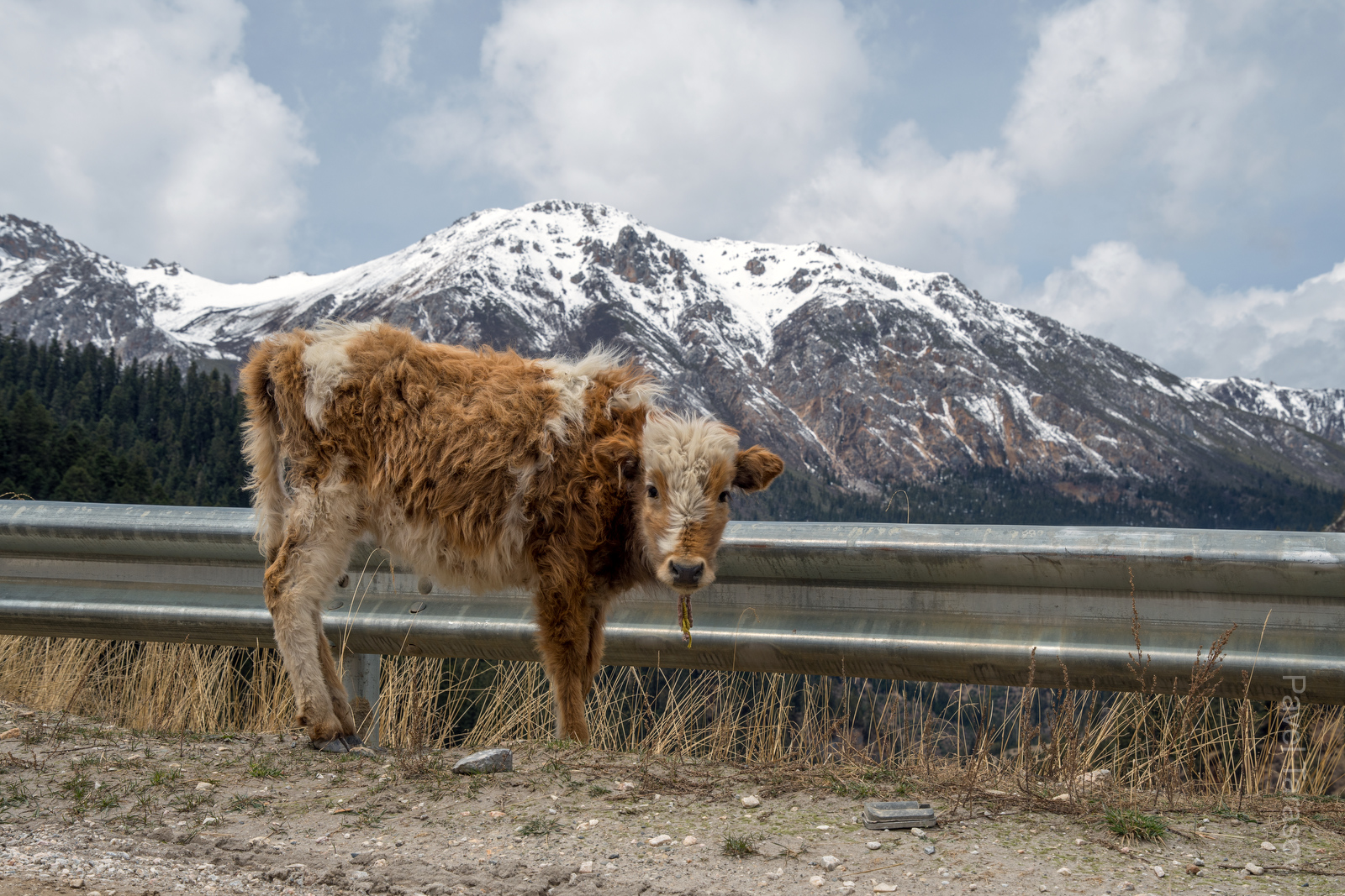Тут и там на дороге пасутся яки. К мотоциклам они привыкли, а вот велосипедистов почему-то побаиваются