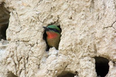 Птенец сиреневогрудой сизоворонки