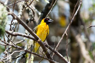 Черноголовый ткач