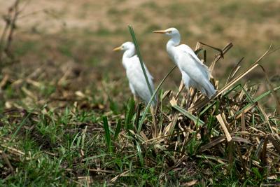 Средняя белая цапля