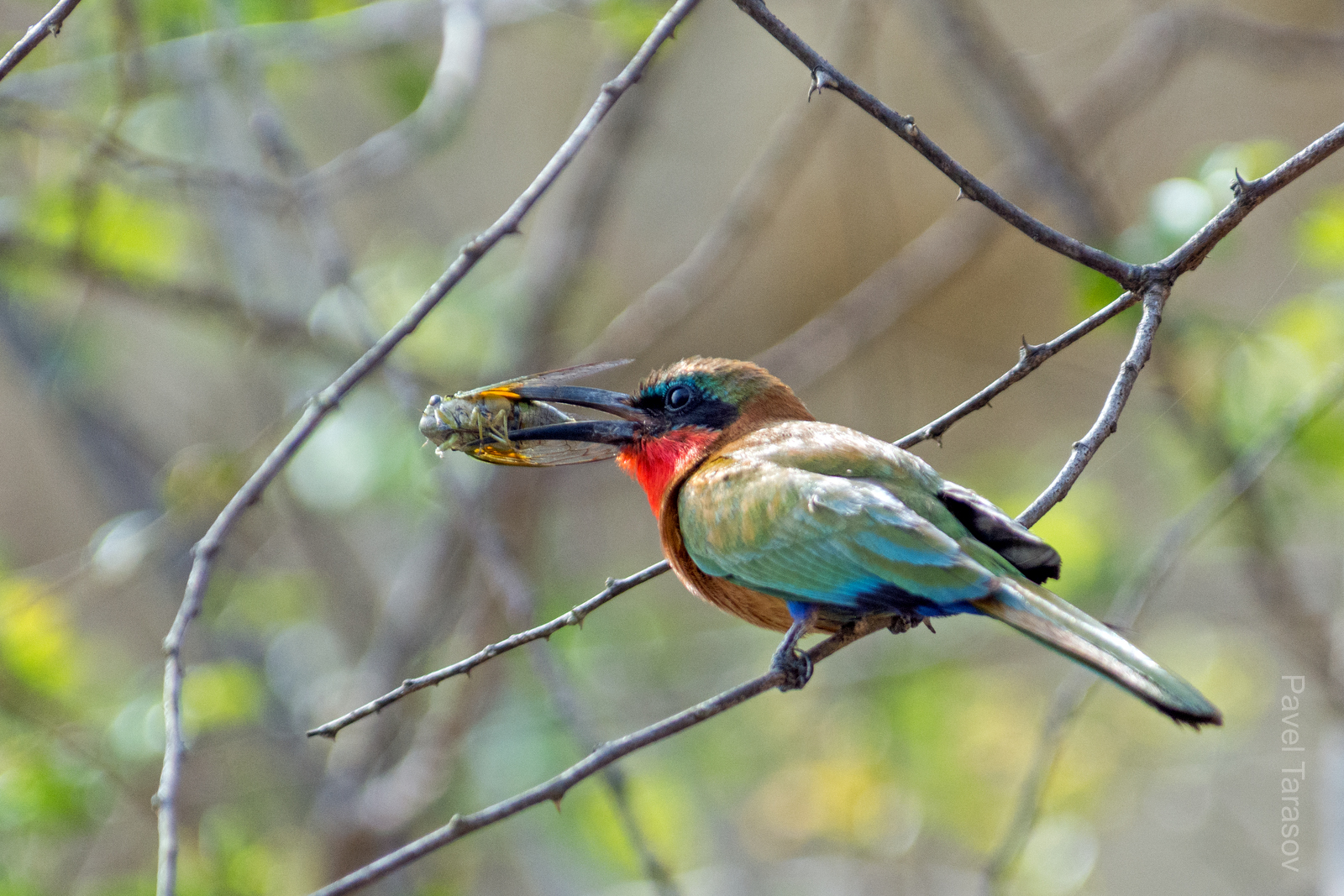 Сиреневогрудая сизоворонка поймала саранчу