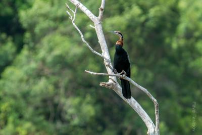 Рыжая цапля