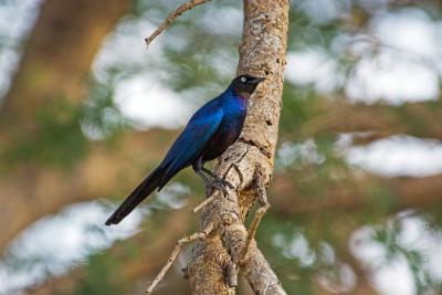 Длиннохвостый блестящий скворец