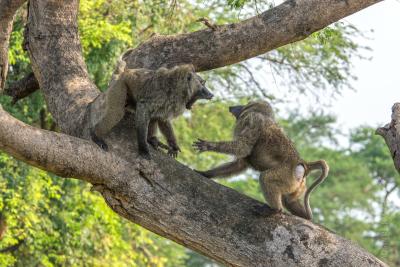 Драка бабуинов