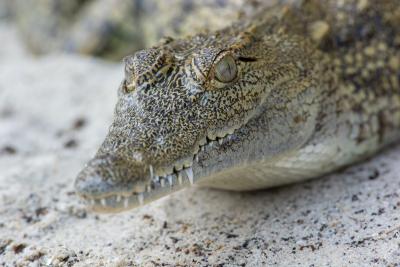 Крокодильчик