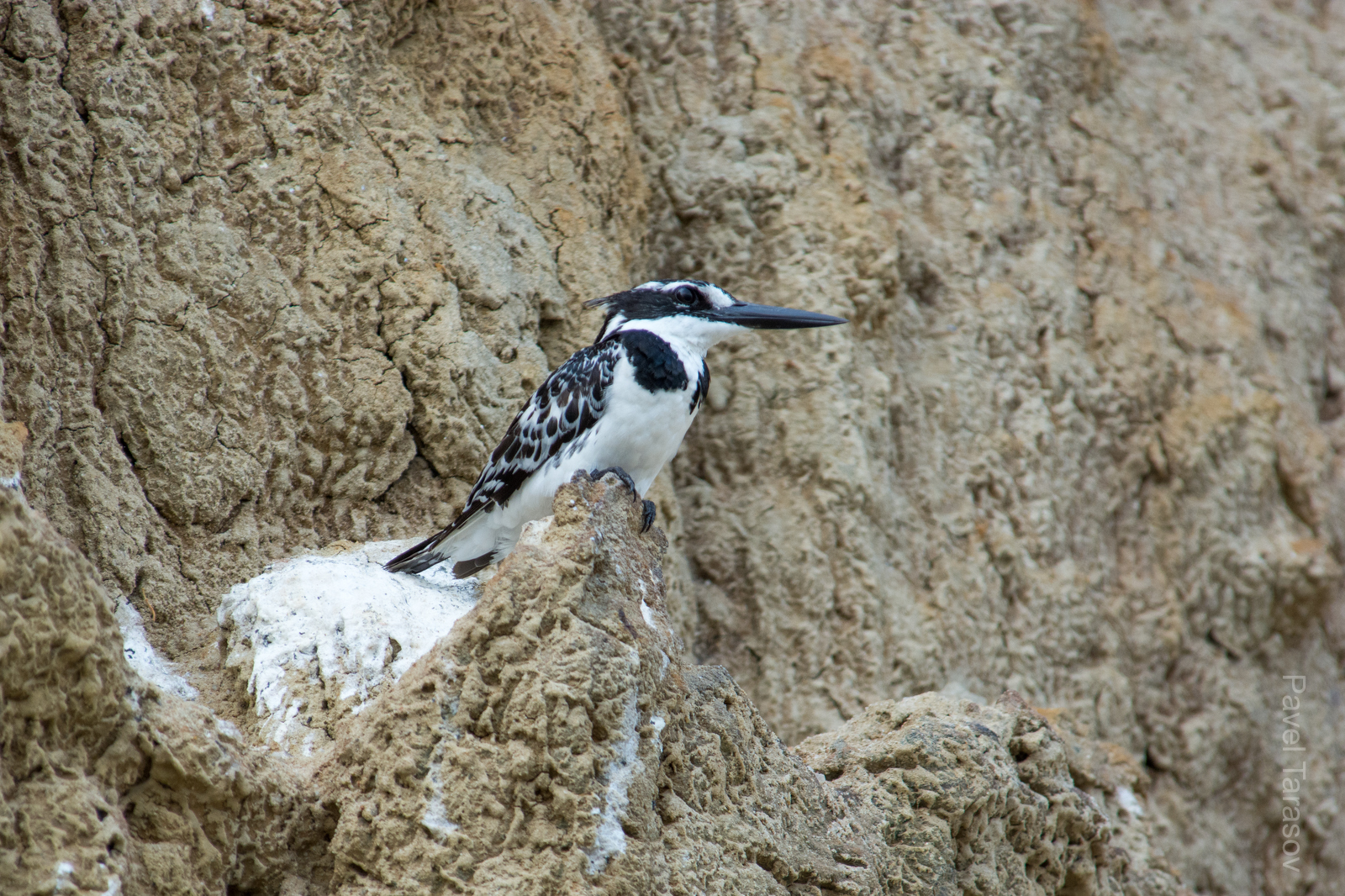 King Fisher, или малый пегий зимородок