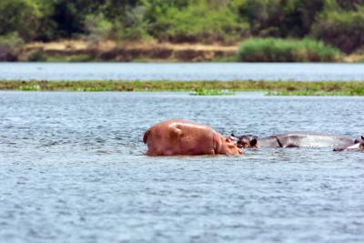 Маленький гиппопотам