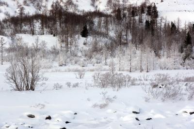 Лес в низовьях Народной